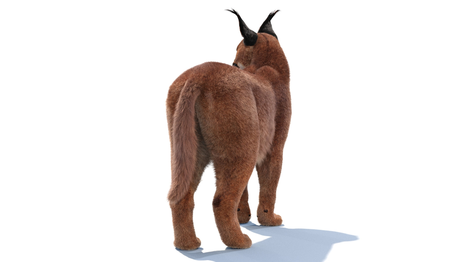 Animated Caracal 3D Model Fur 360° view 1 frame 11