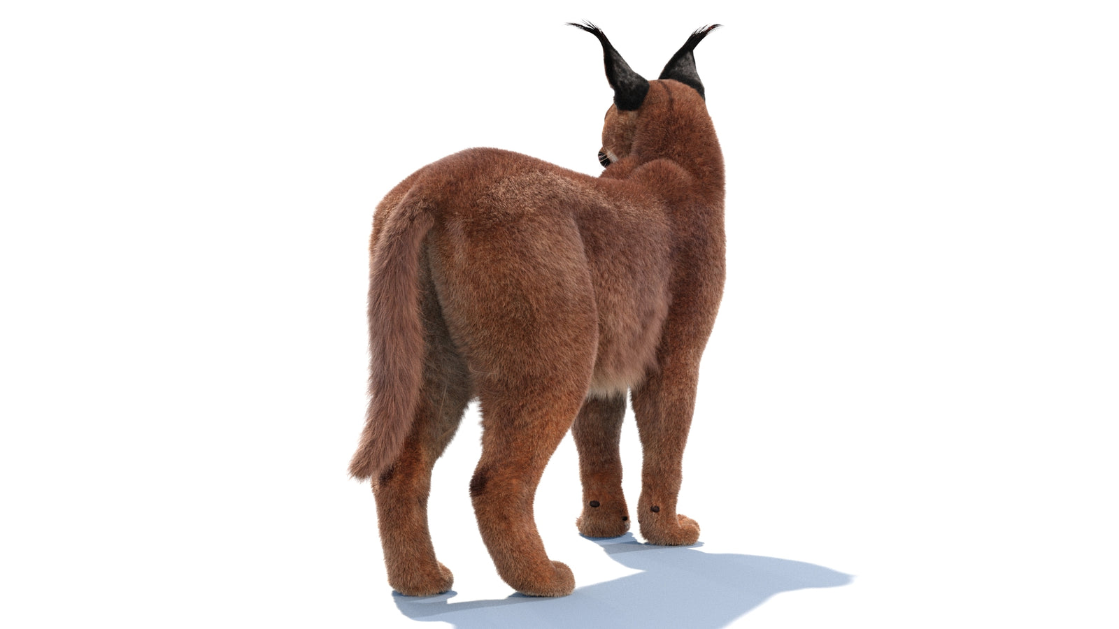Animated Caracal 3D Model Fur 360° view 1 frame 12