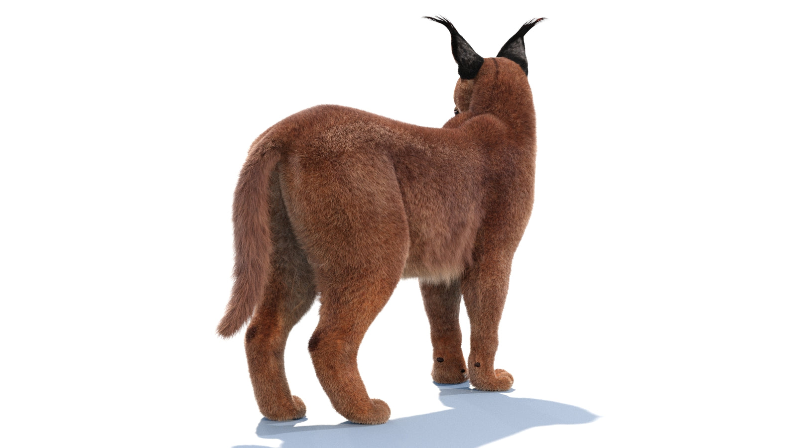 Animated Caracal 3D Model Fur 360° view 1 frame 13