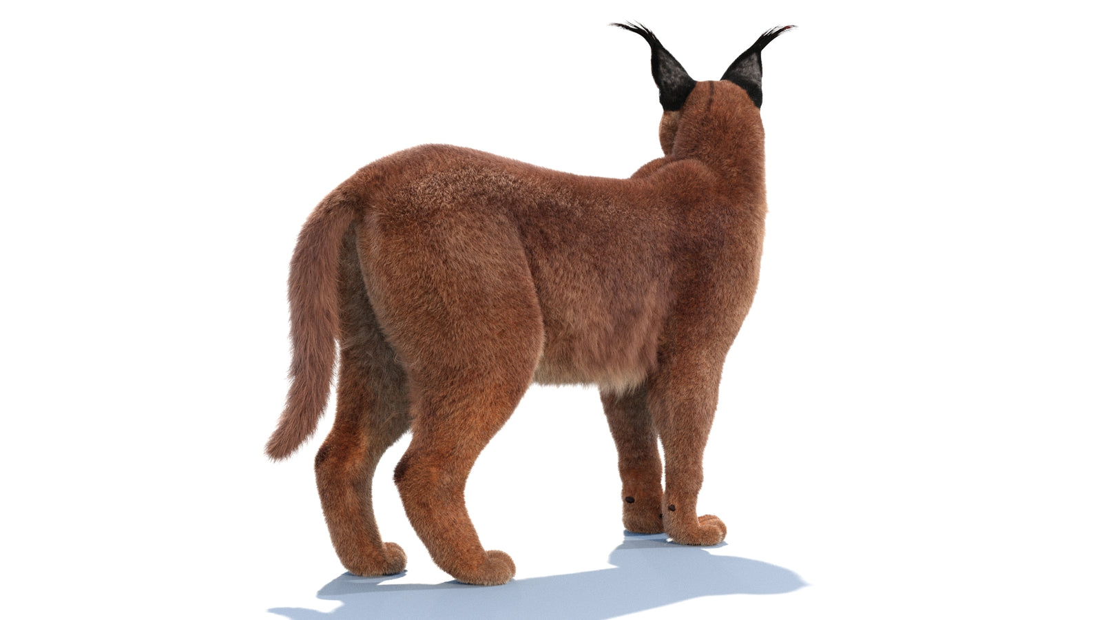Animated Caracal 3D Model Fur 360° view 1 frame 14