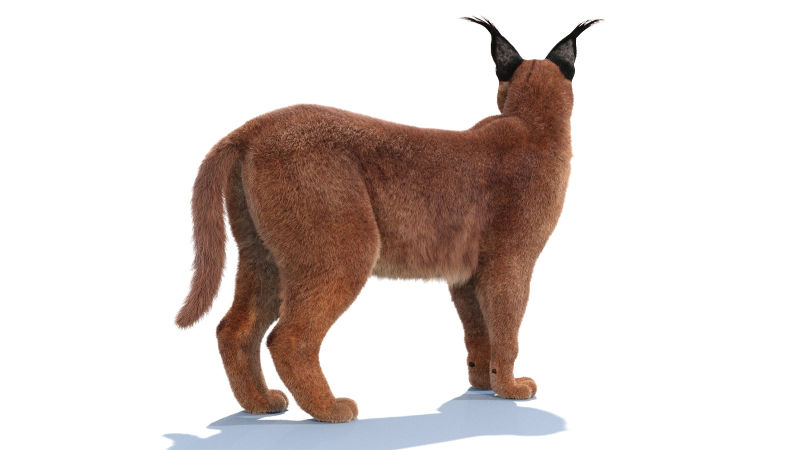 Animated Caracal 3D Model Fur 360° view 1 frame 15