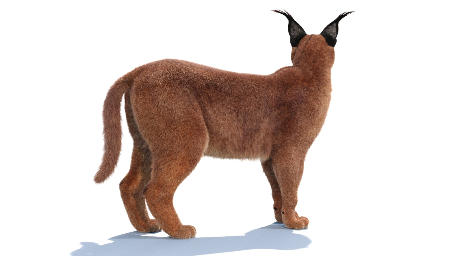 Animated Caracal 3D Model Fur 360° view 1 frame 16