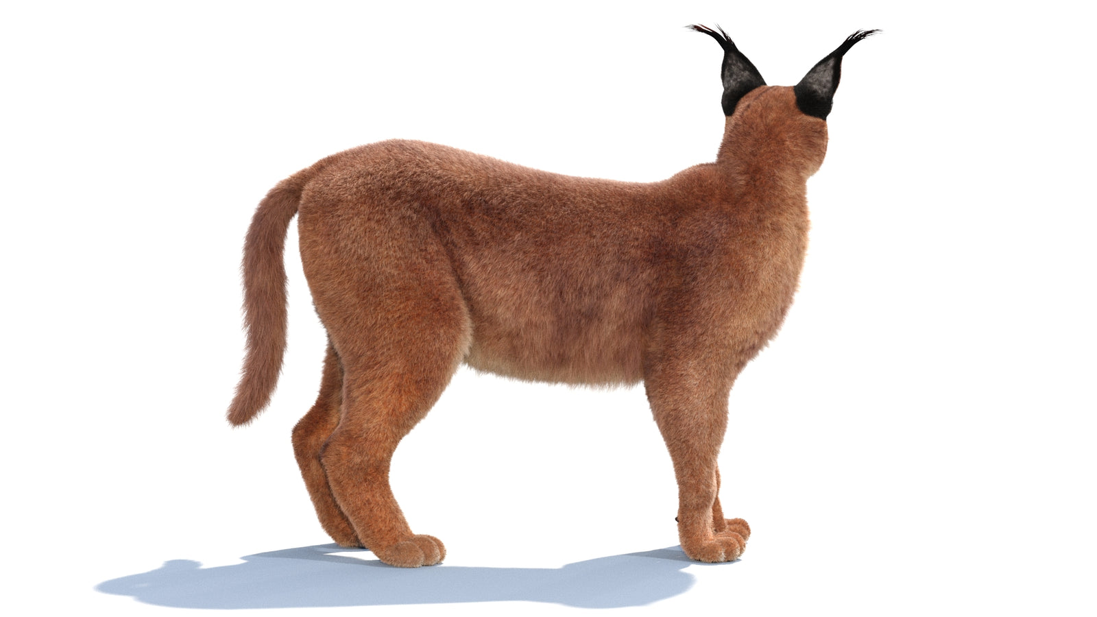 Animated Caracal 3D Model Fur 360° view 1 frame 18