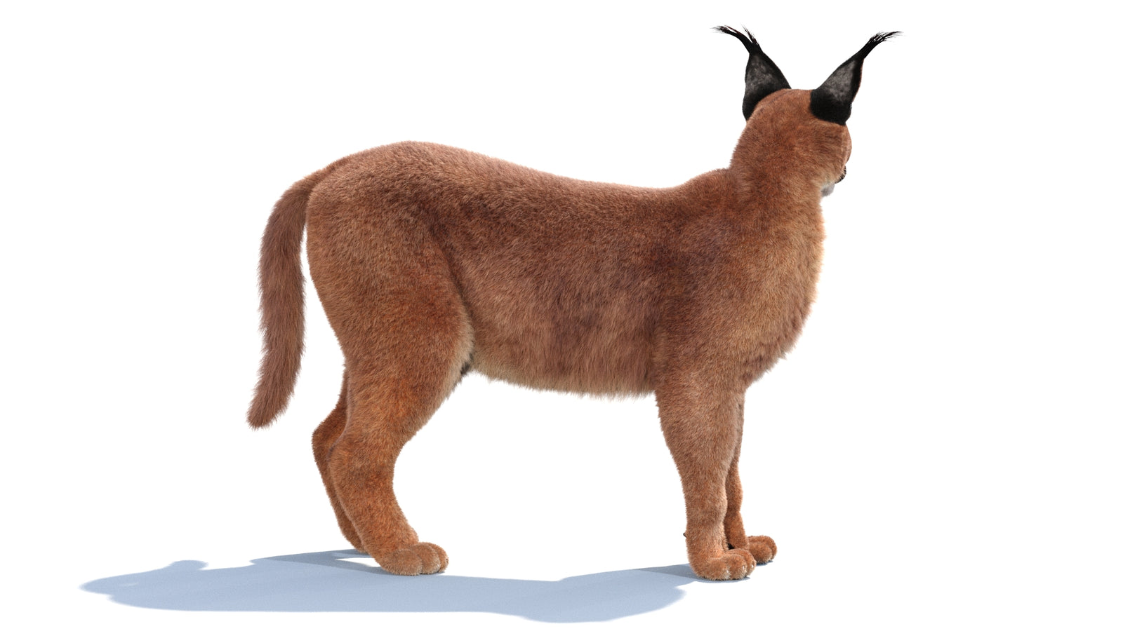 Animated Caracal 3D Model Fur 360° view 1 frame 19