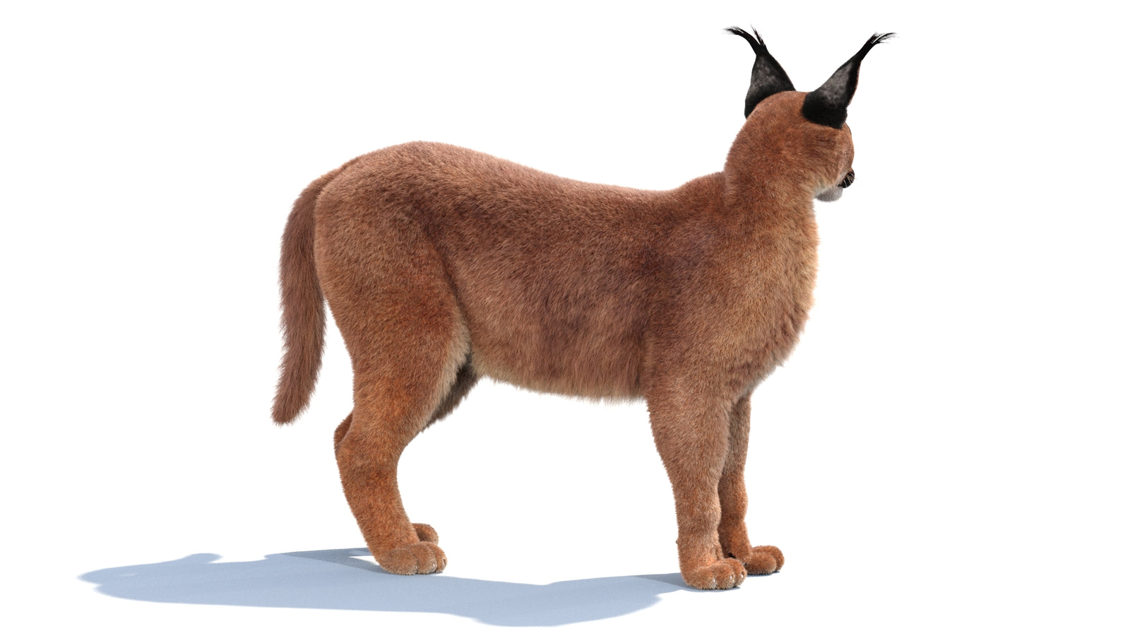 Animated Caracal 3D Model Fur 360° view 1 frame 20