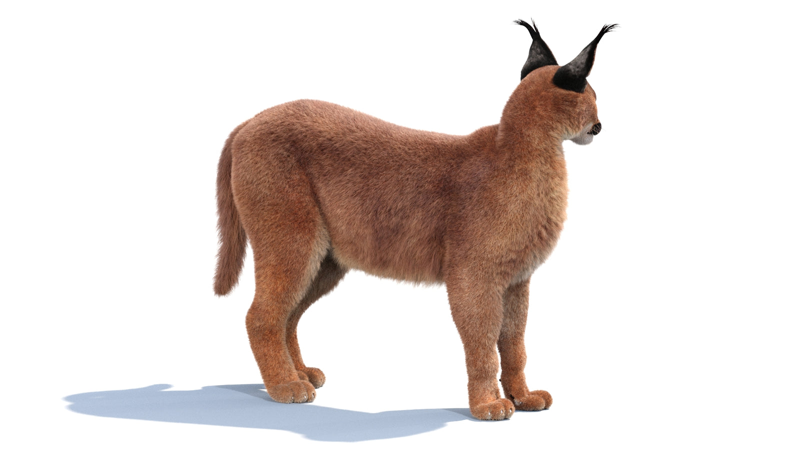 Animated Caracal 3D Model Fur 360° view 1 frame 21