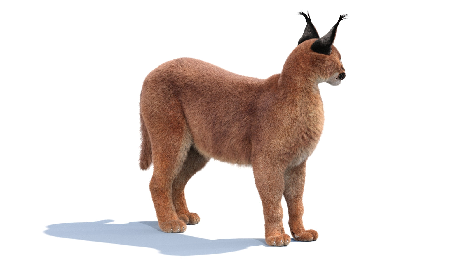 Animated Caracal 3D Model Fur 360° view 1 frame 22