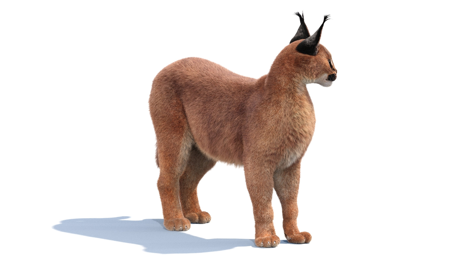 Animated Caracal 3D Model Fur 360° view 1 frame 23