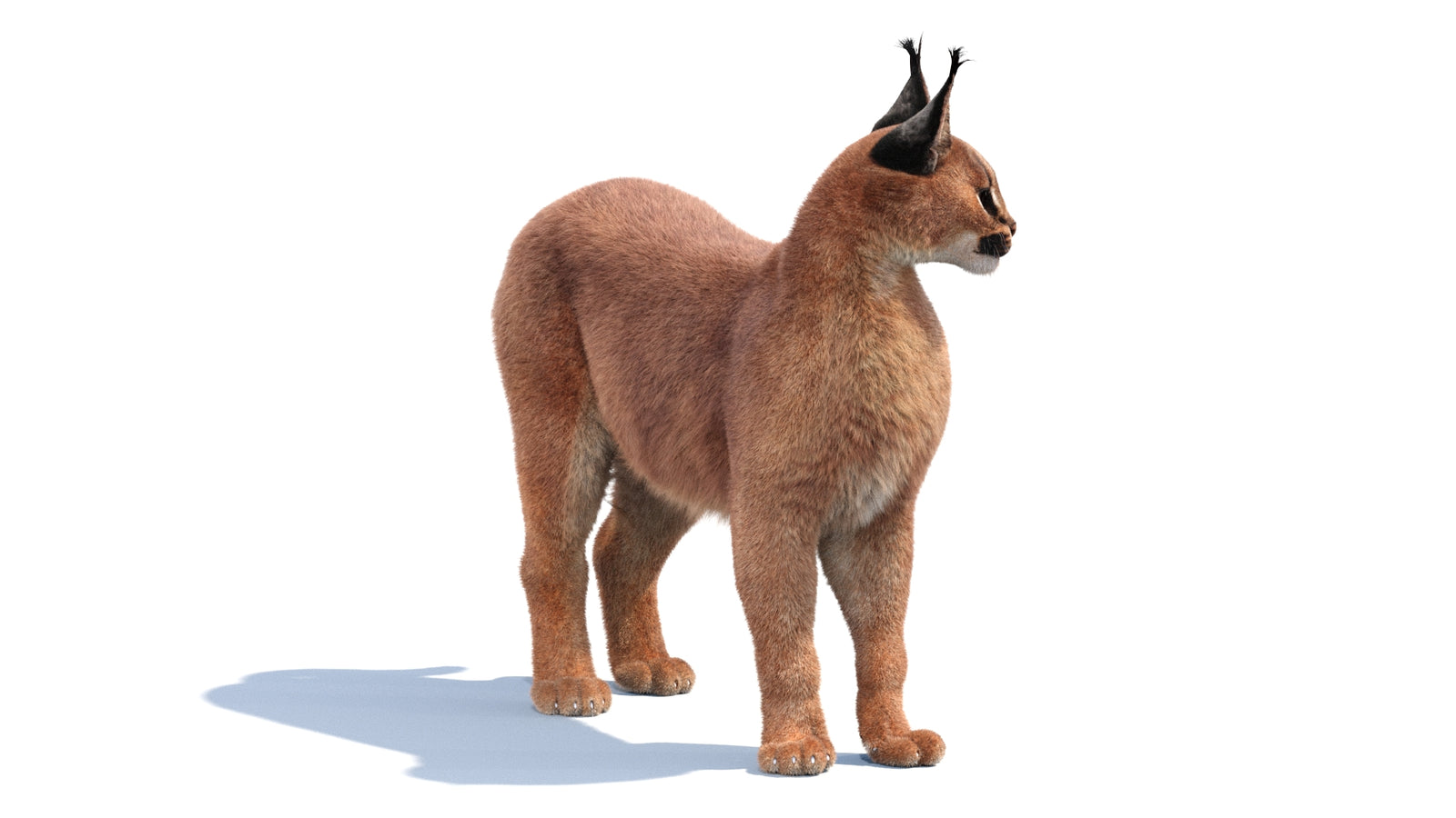 Animated Caracal 3D Model Fur 360° view 1 frame 24