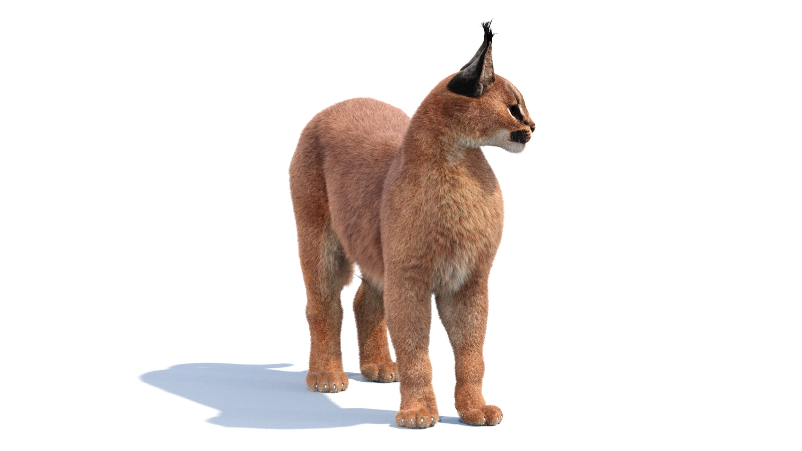 Animated Caracal 3D Model Fur 360° view 1 frame 25