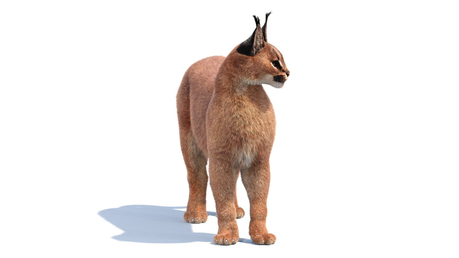 Animated Caracal 3D Model Fur 360° view 1 frame 26