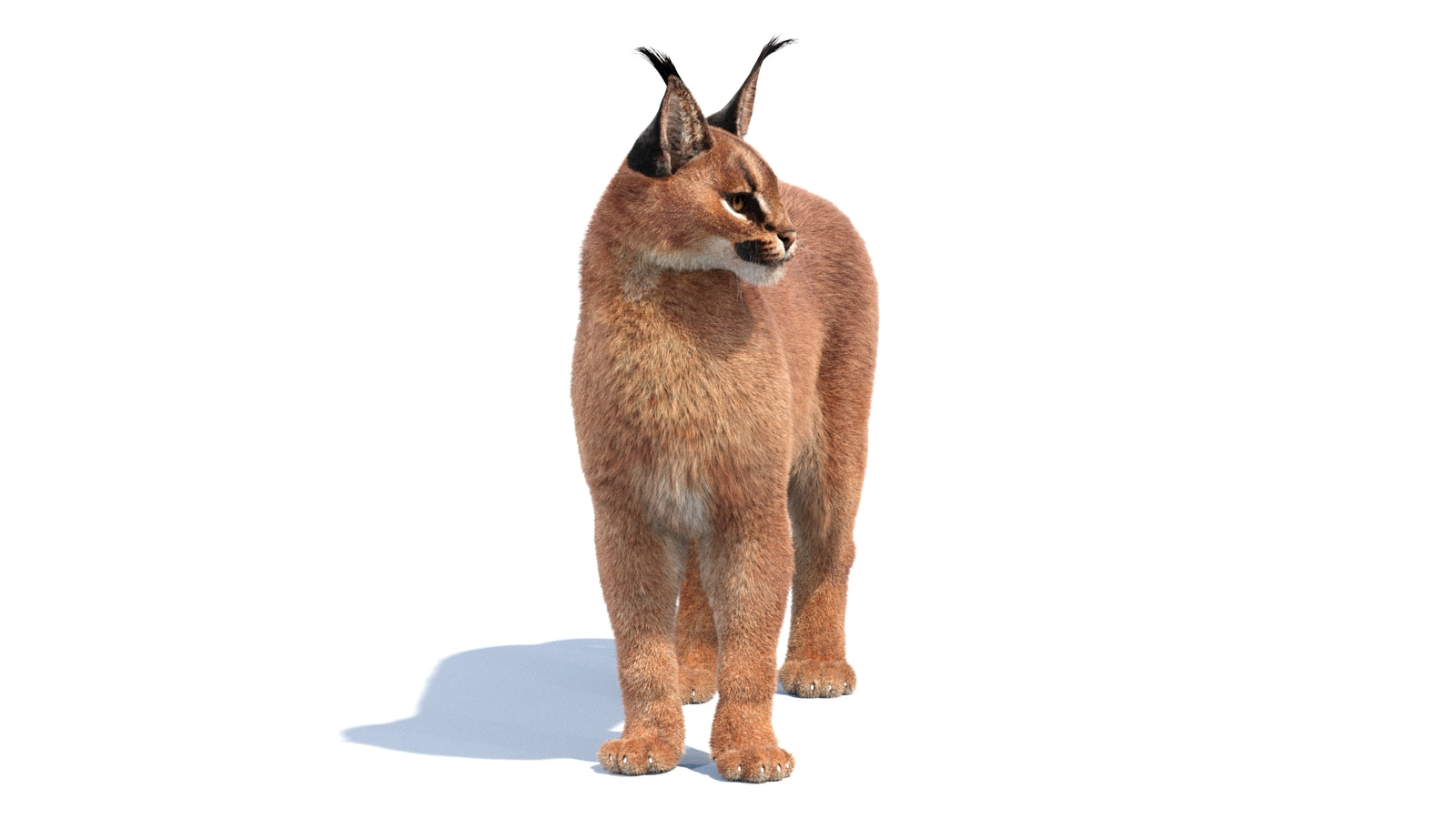 Animated Caracal 3D Model Fur 360° view 1 frame 28