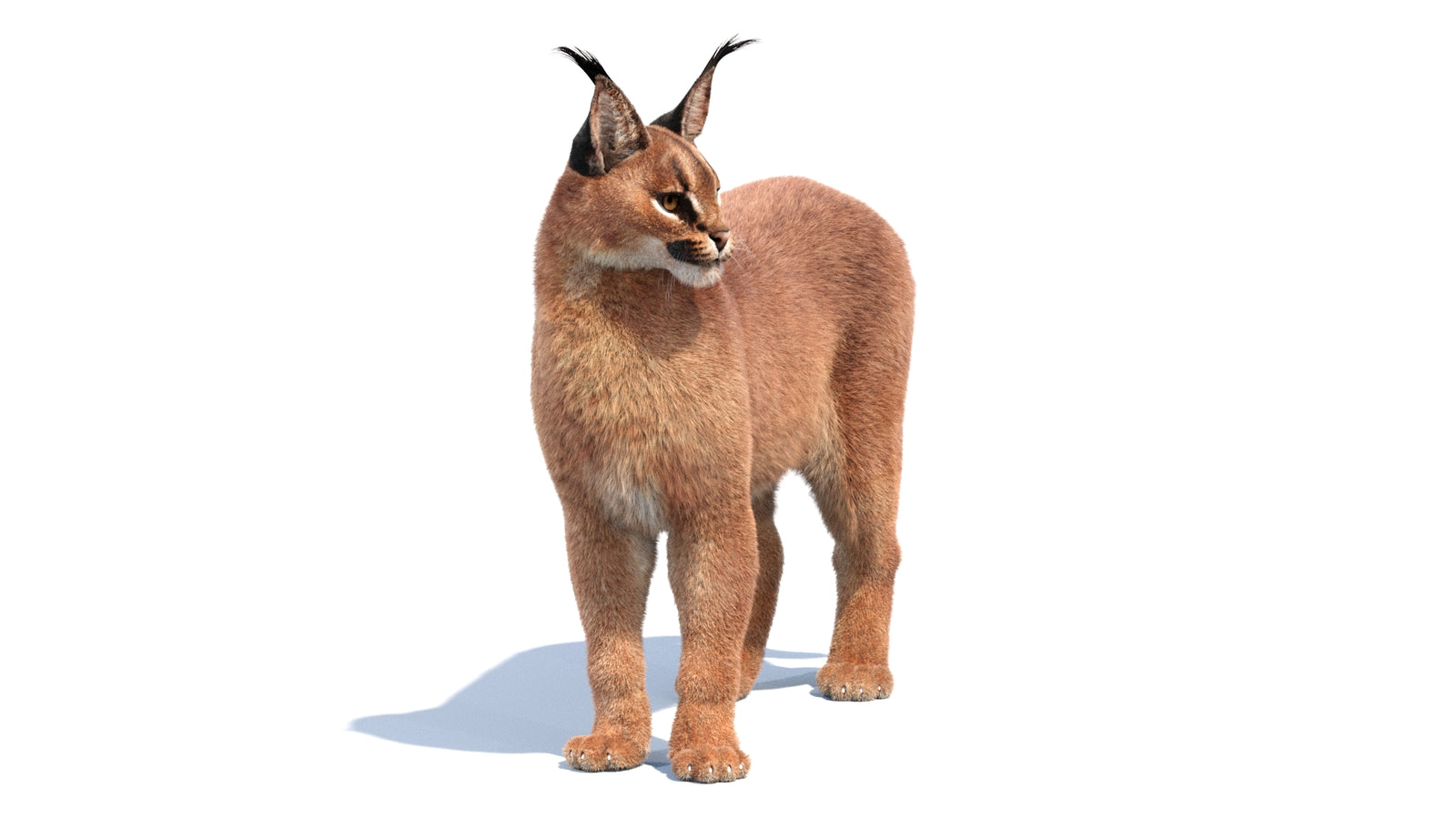 Animated Caracal 3D Model Fur 360° view 1 frame 29