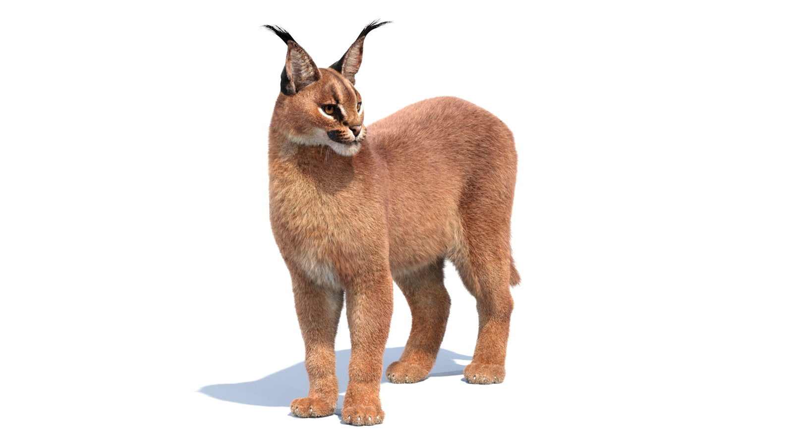 Animated Caracal 3D Model Fur 360° view 1 frame 30