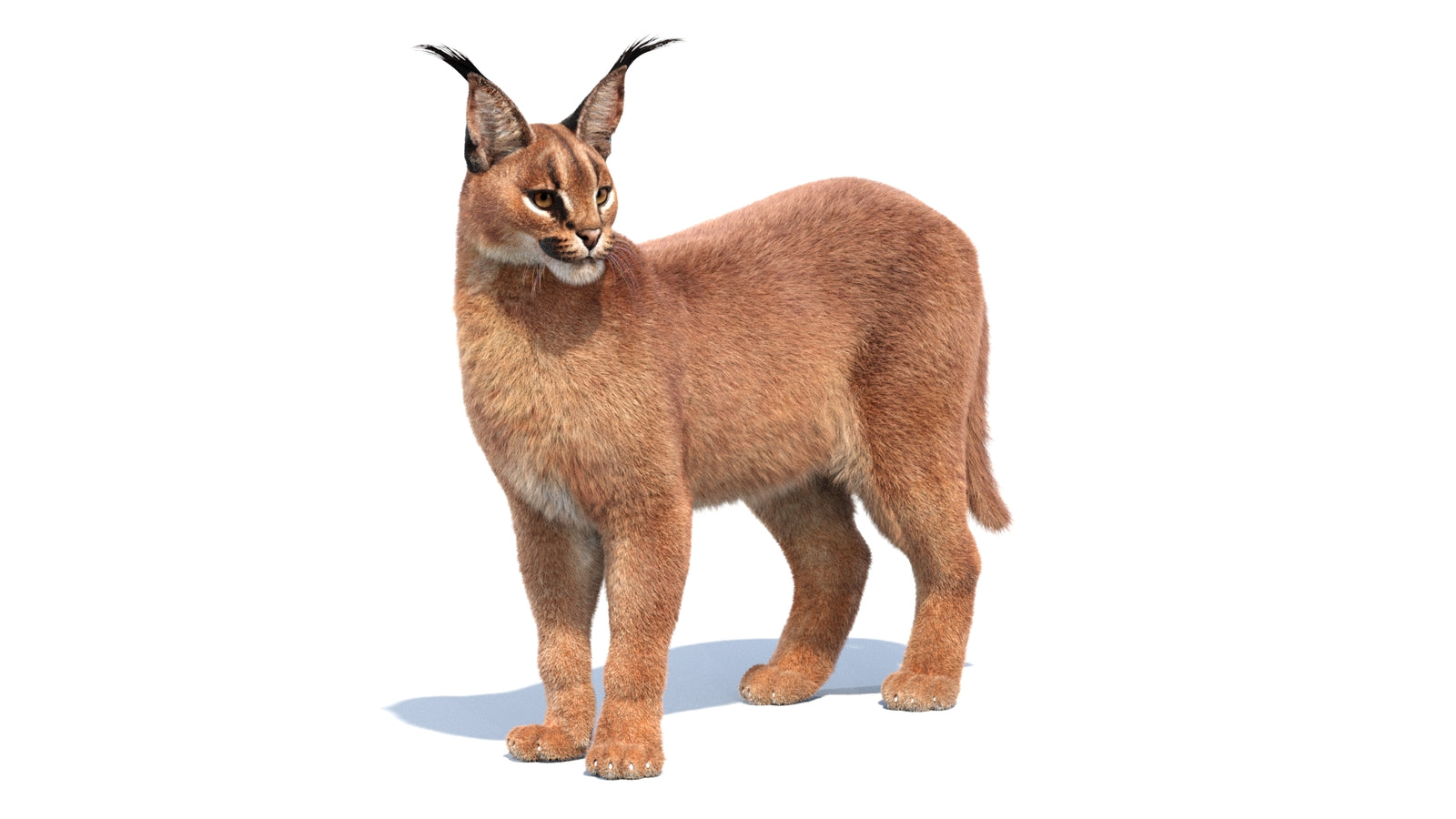 Animated Caracal 3D Model Fur 360° view 1 frame 31