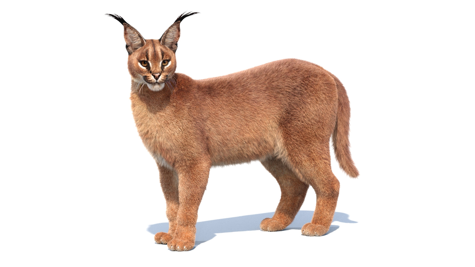 Animated Caracal 3D Model Fur 360° view 1 frame 33