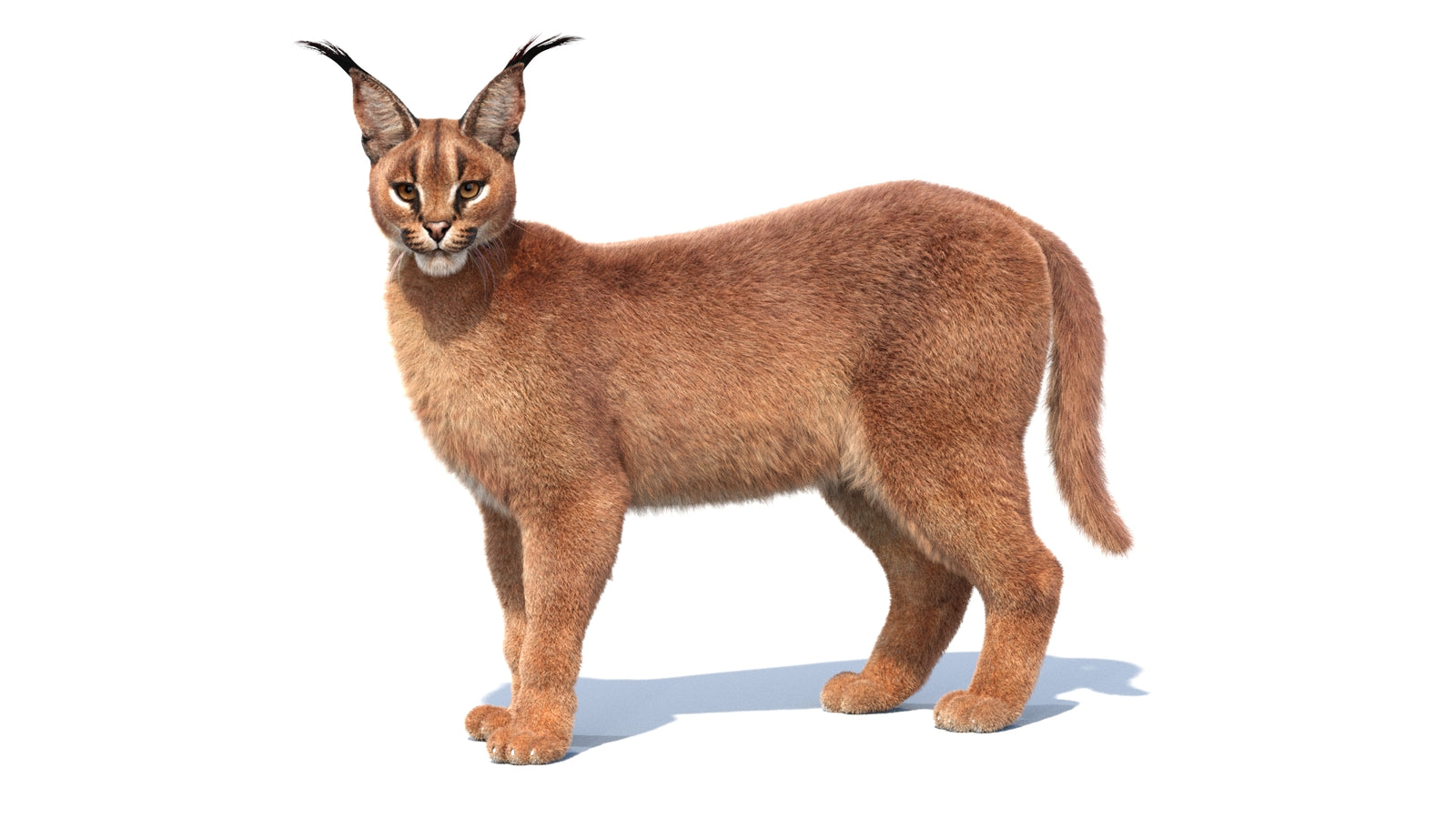 Animated Caracal 3D Model Fur 360° view 1 frame 34