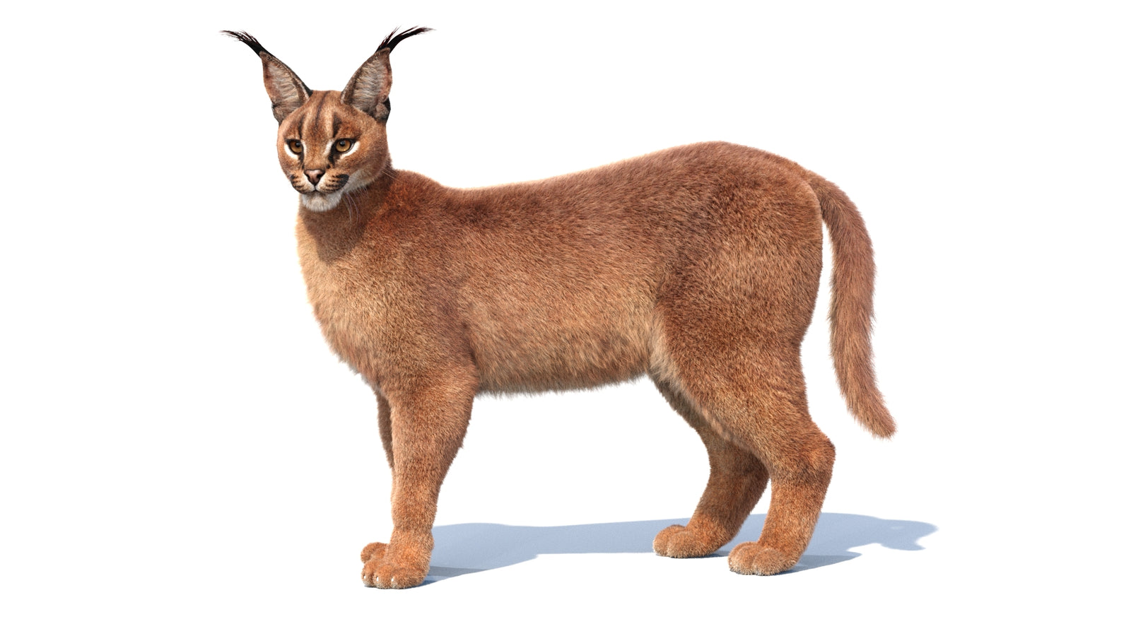 Animated Caracal 3D Model Fur 360° view 1 frame 35