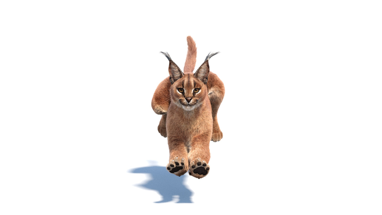 Animated Caracal 3D Model Fur 360° view 6 frame 2