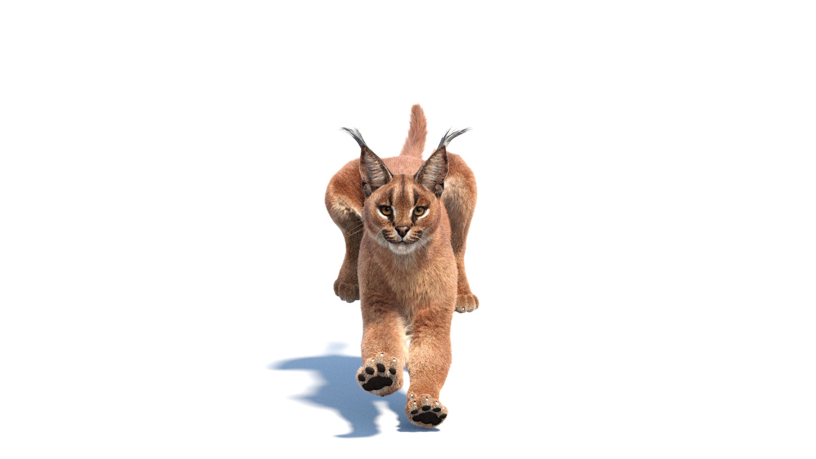 Animated Caracal 3D Model Fur 360° view 6 frame 3