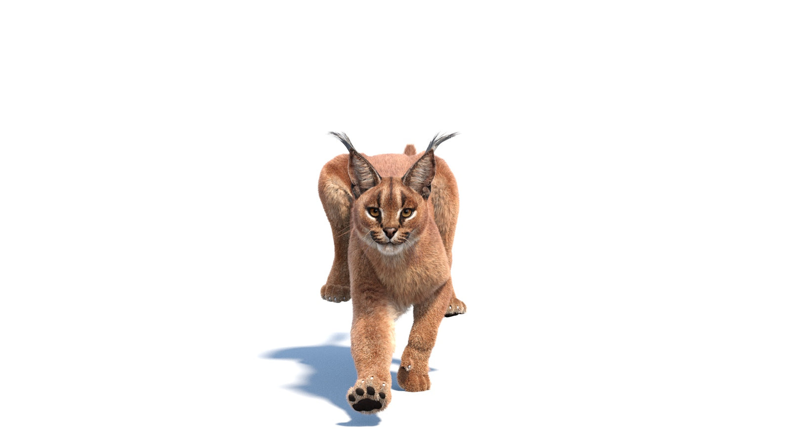 Animated Caracal 3D Model Fur 360° view 6 frame 4