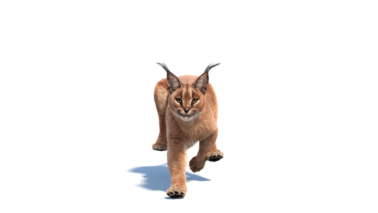 Animated Caracal 3D Model Fur 360° view 6 frame 5