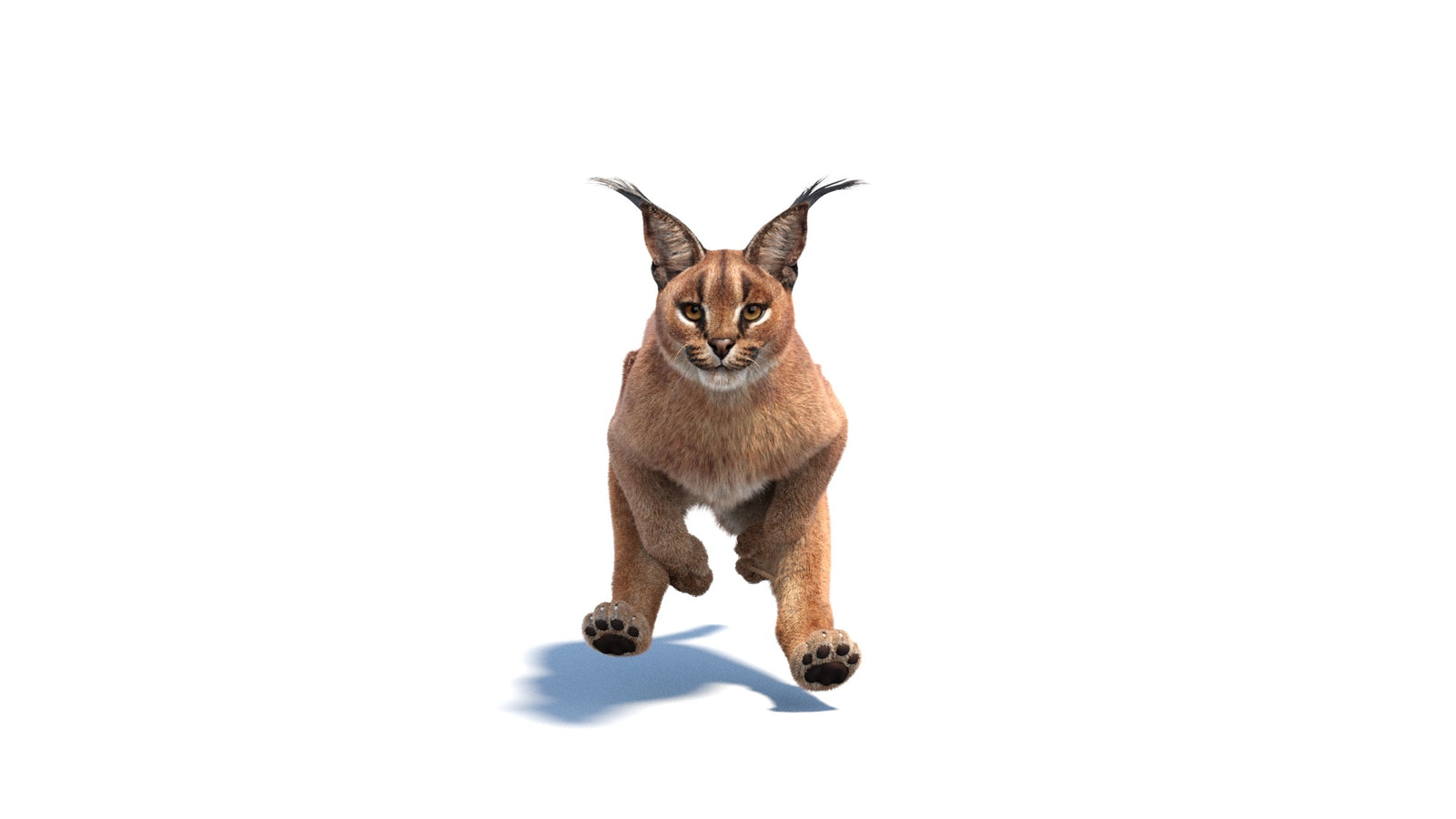 Animated Caracal 3D Model Fur 360° view 6 frame 7