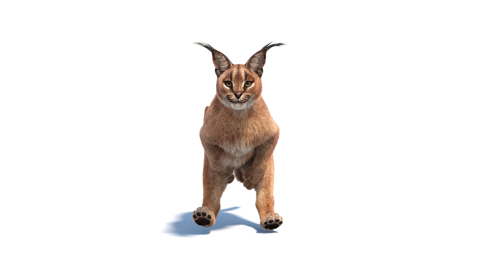 Animated Caracal 3D Model Fur 360° view 6 frame 8
