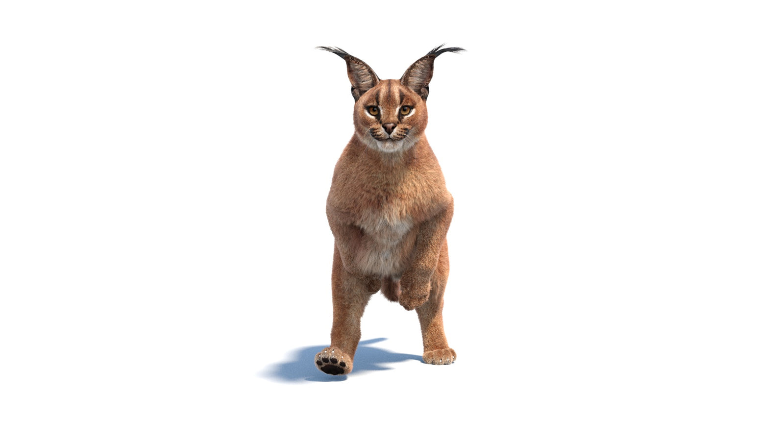 Animated Caracal 3D Model Fur 360° view 6 frame 9
