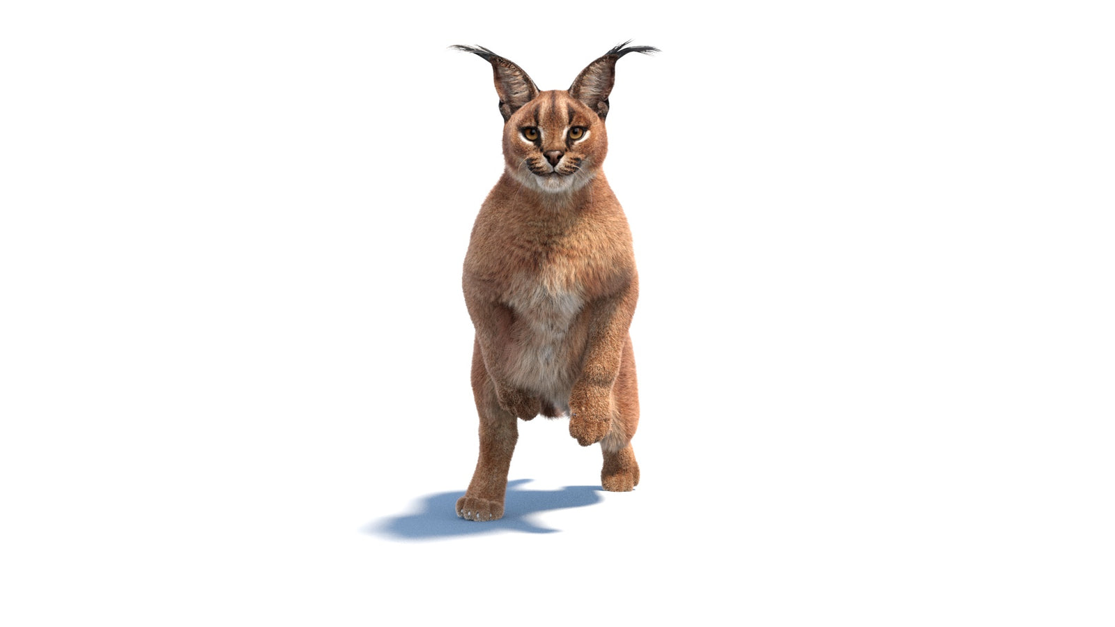 Animated Caracal 3D Model Fur 360° view 6 frame 10