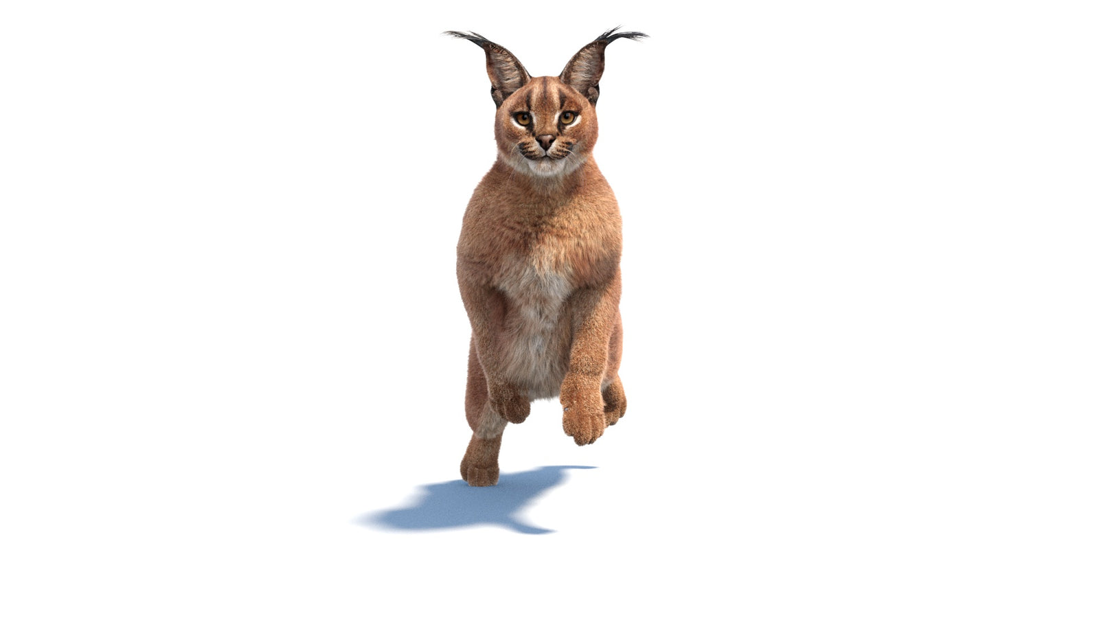 Animated Caracal 3D Model Fur 360° view 6 frame 11