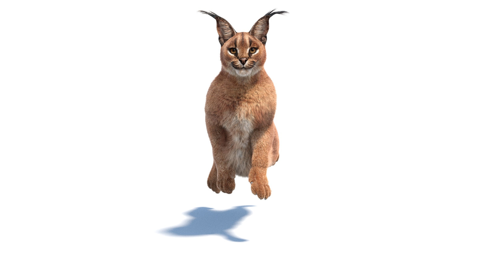 Animated Caracal 3D Model Fur 360° view 6 frame 12