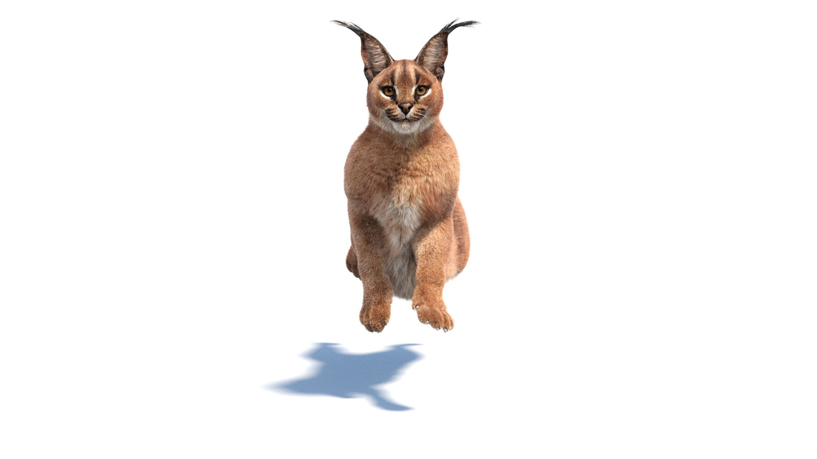 Animated Caracal 3D Model Fur 360° view 6 frame 13