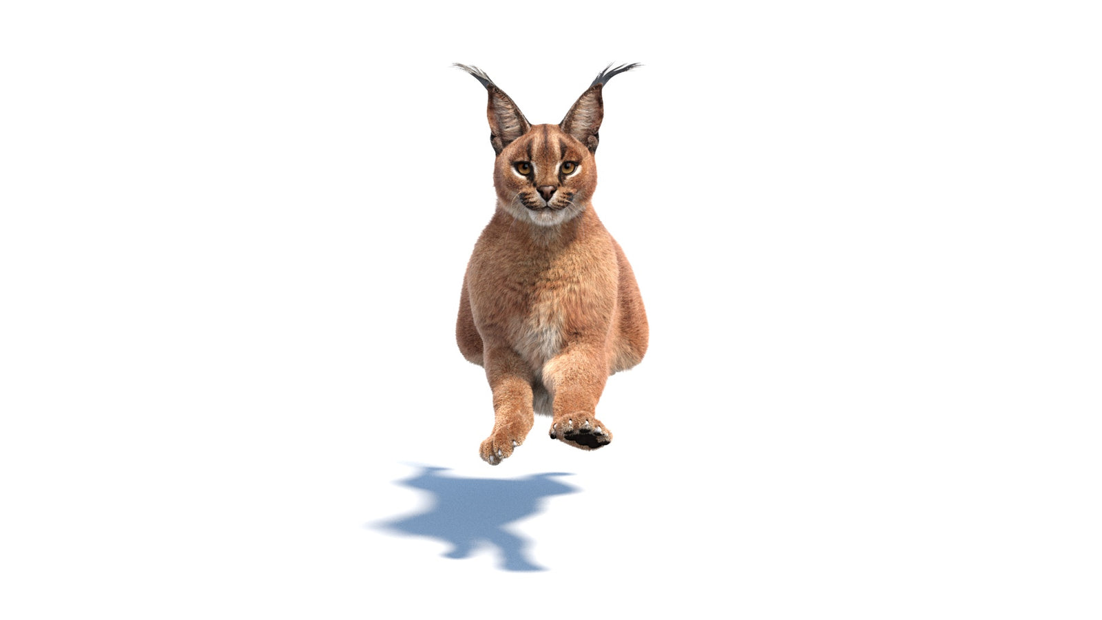 Animated Caracal 3D Model Fur 360° view 6 frame 15
