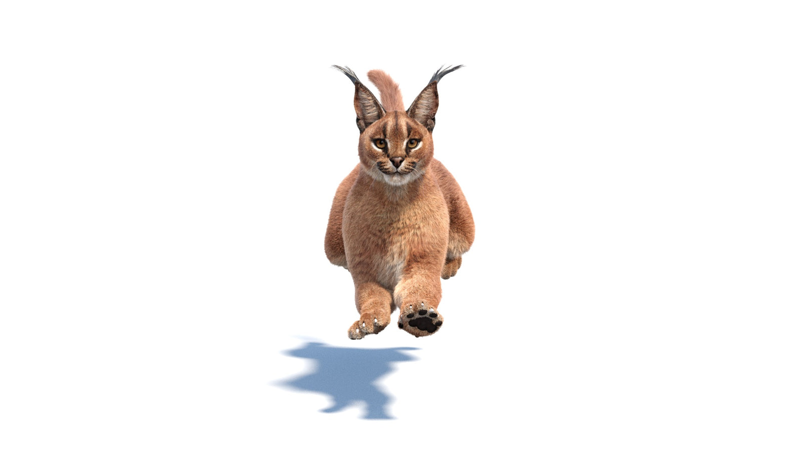 Animated Caracal 3D Model Fur 360° view 6 frame 16