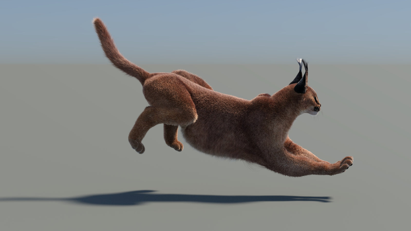 Animated Caracal 3D Model Fur 360° view 5 frame 2