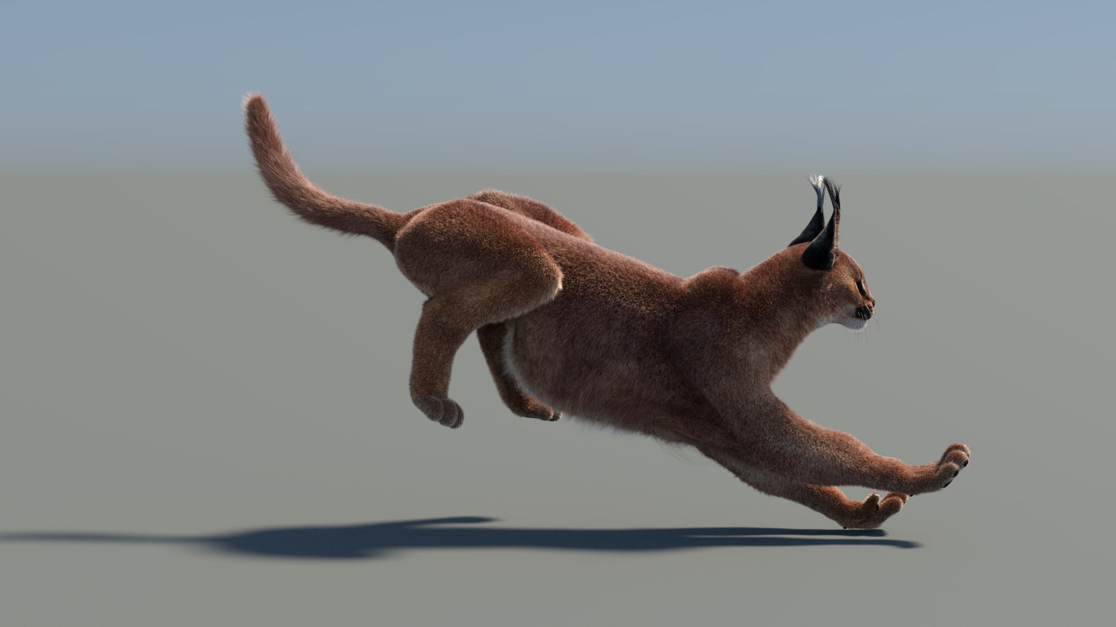 Animated Caracal 3D Model Fur 360° view 5 frame 3