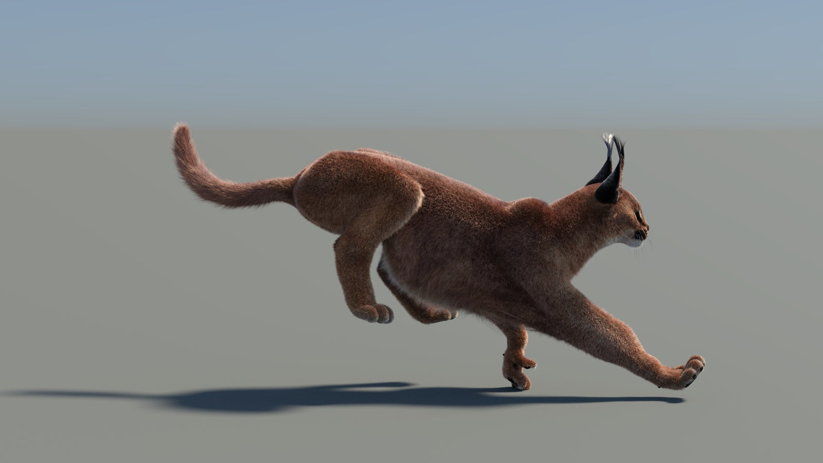 Animated Caracal 3D Model Fur 360° view 5 frame 4