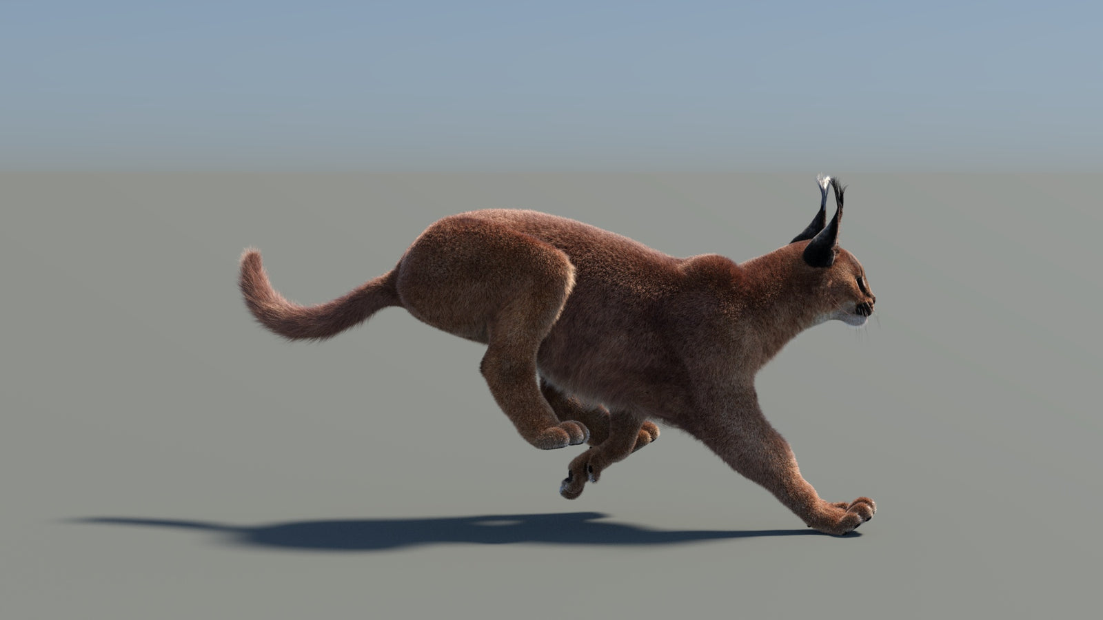 Animated Caracal 3D Model Fur 360° view 5 frame 5