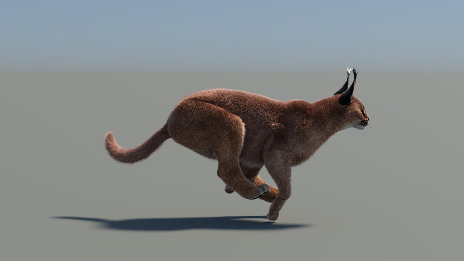 Animated Caracal 3D Model Fur 360° view 5 frame 6