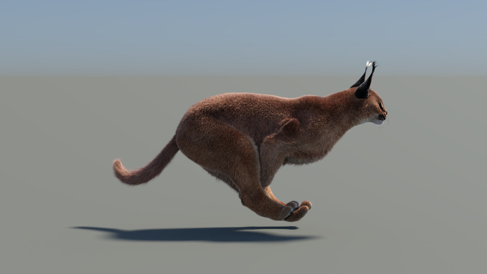 Animated Caracal 3D Model Fur 360° view 5 frame 7