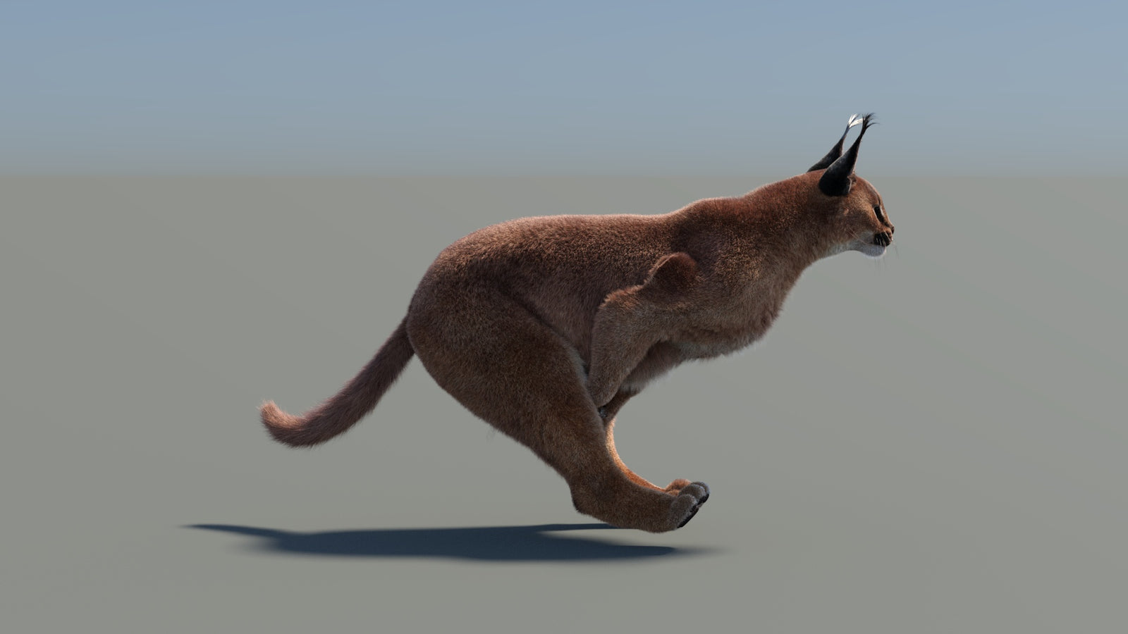 Animated Caracal 3D Model Fur 360° view 5 frame 8