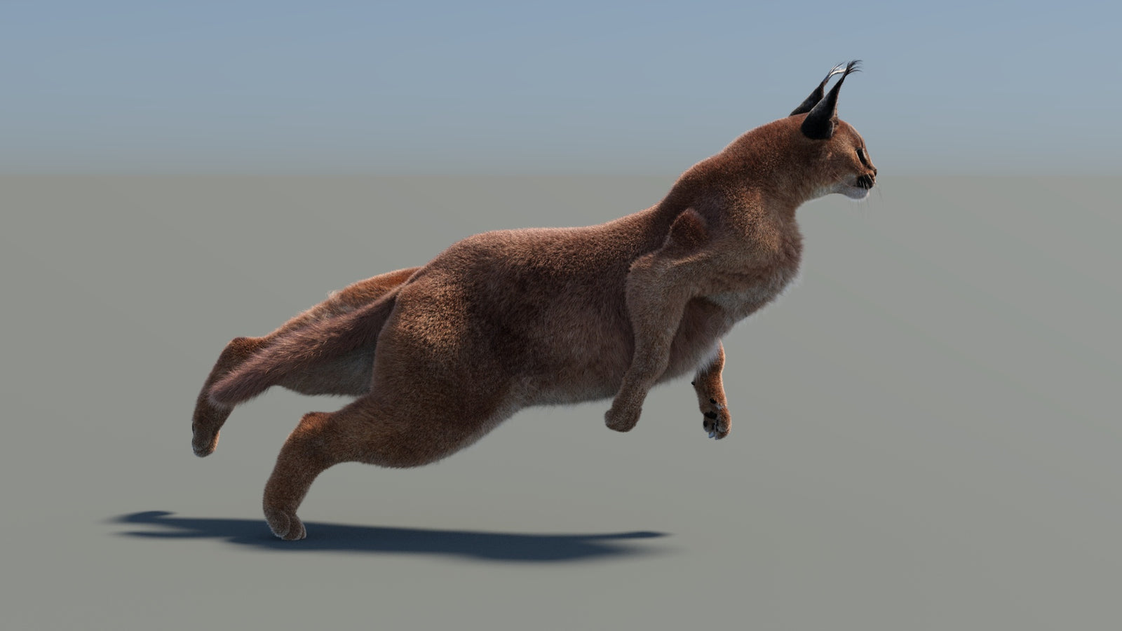 Animated Caracal 3D Model Fur 360° view 5 frame 11