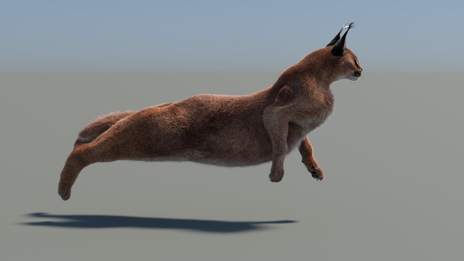 Animated Caracal 3D Model Fur 360° view 5 frame 12