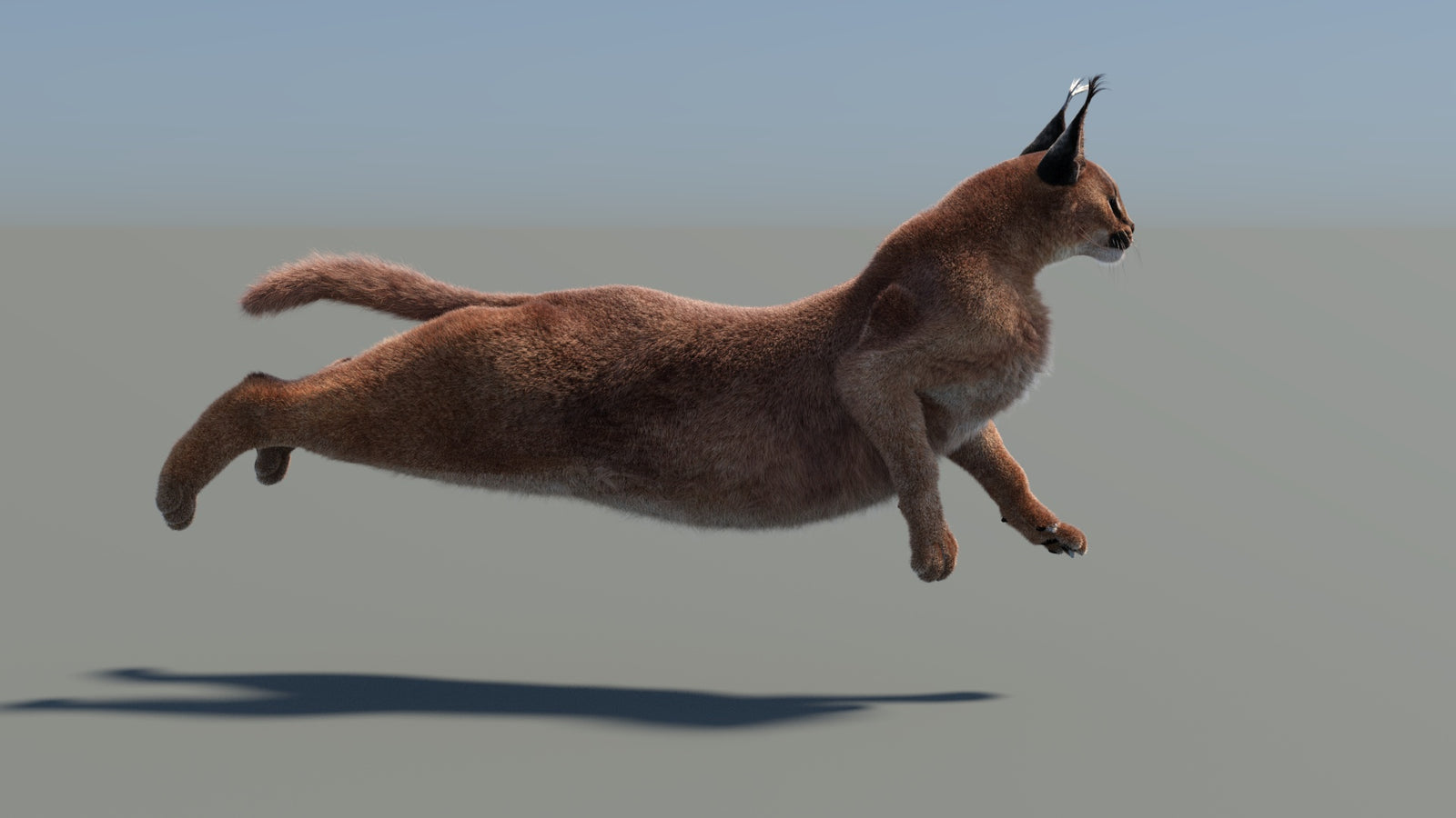 Animated Caracal 3D Model Fur 360° view 5 frame 13