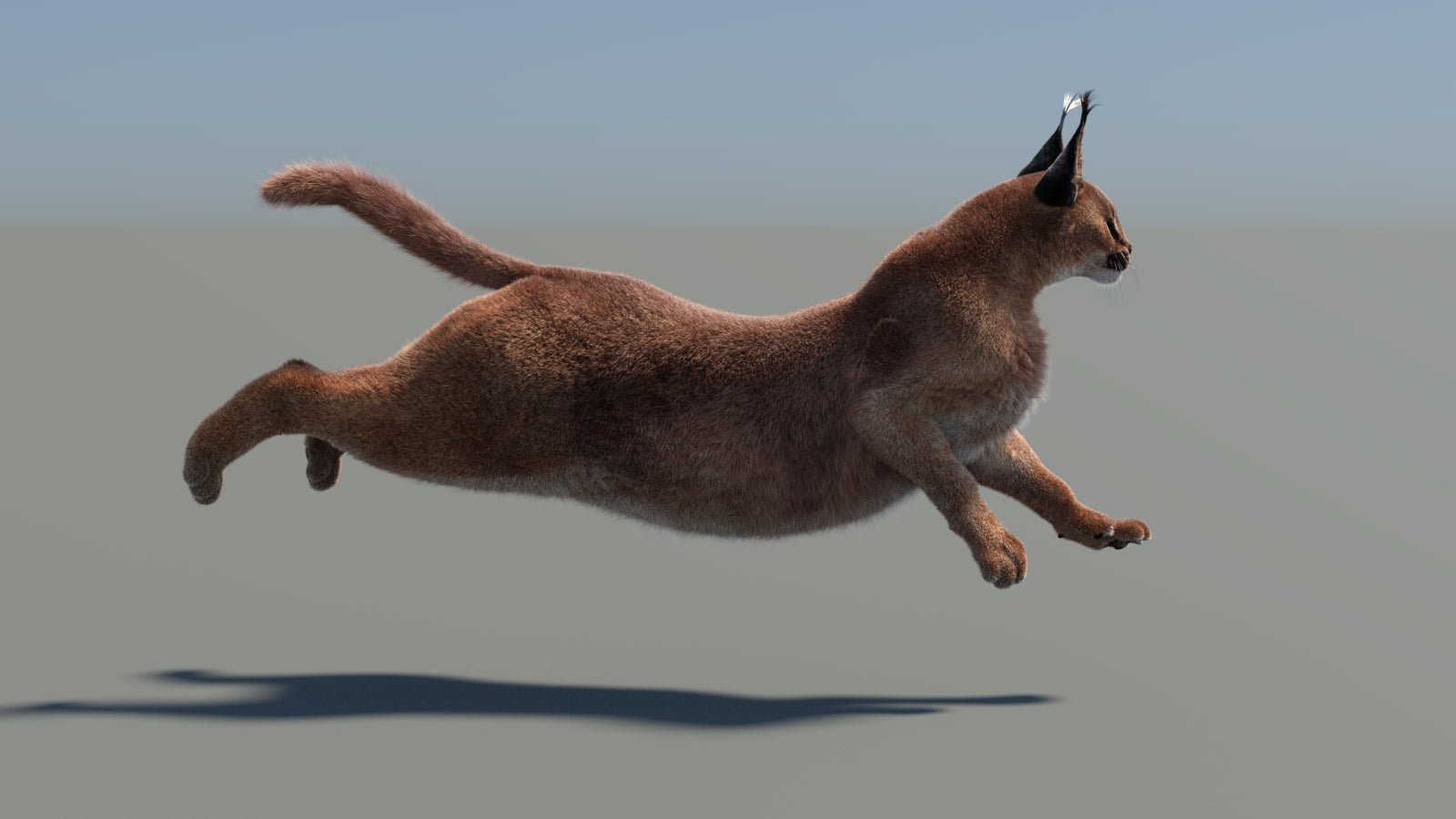 Animated Caracal 3D Model Fur 360° view 5 frame 14