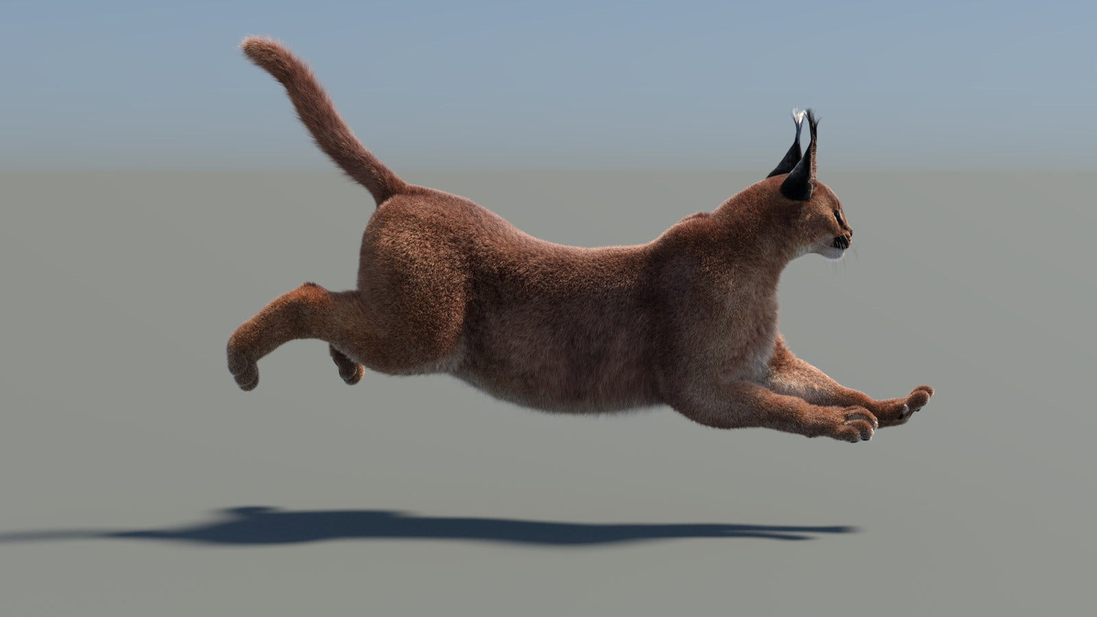 Animated Caracal 3D Model Fur 360° view 5 frame 16