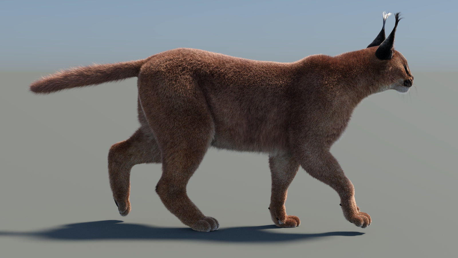 Animated Caracal 3D Model Fur 360° view 4 frame 3