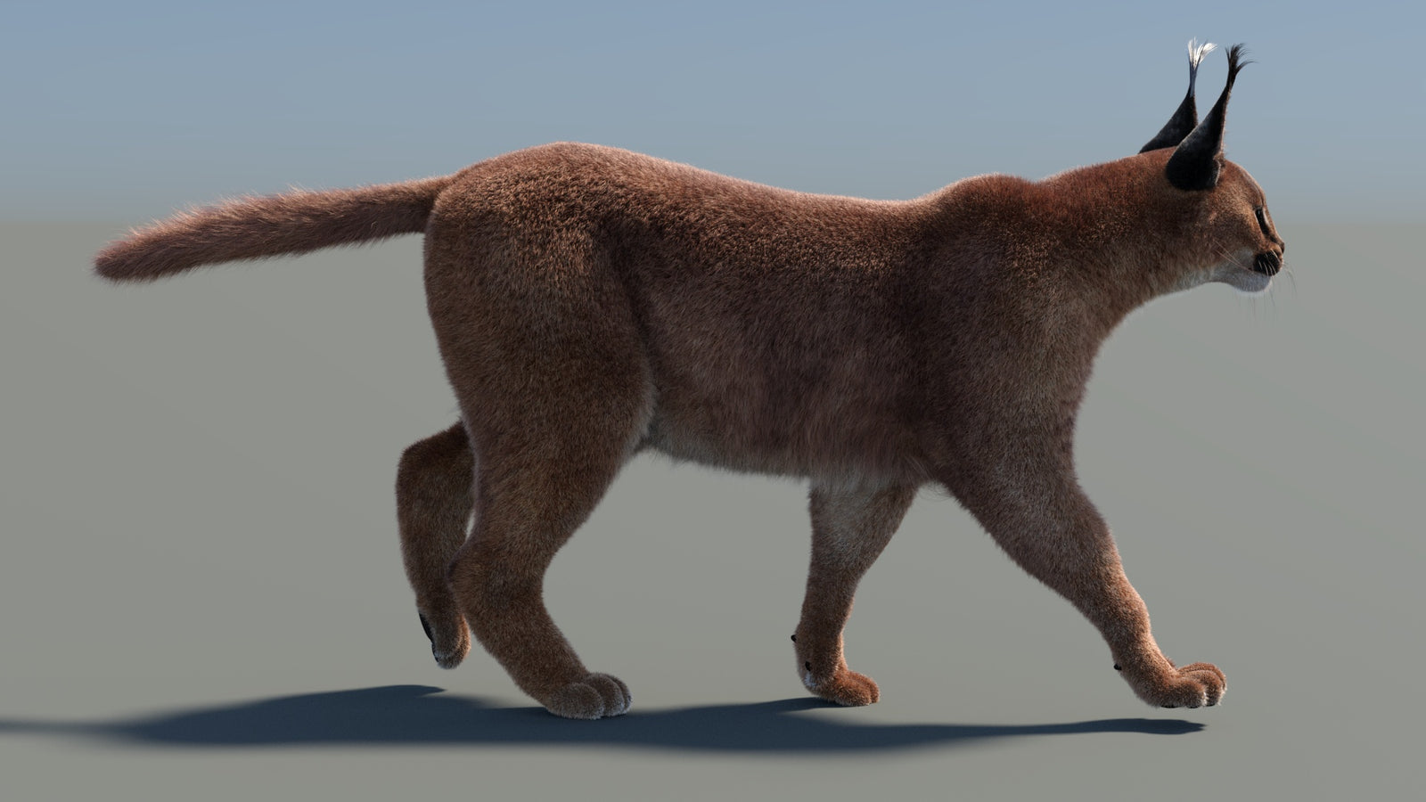 Animated Caracal 3D Model Fur 360° view 4 frame 5
