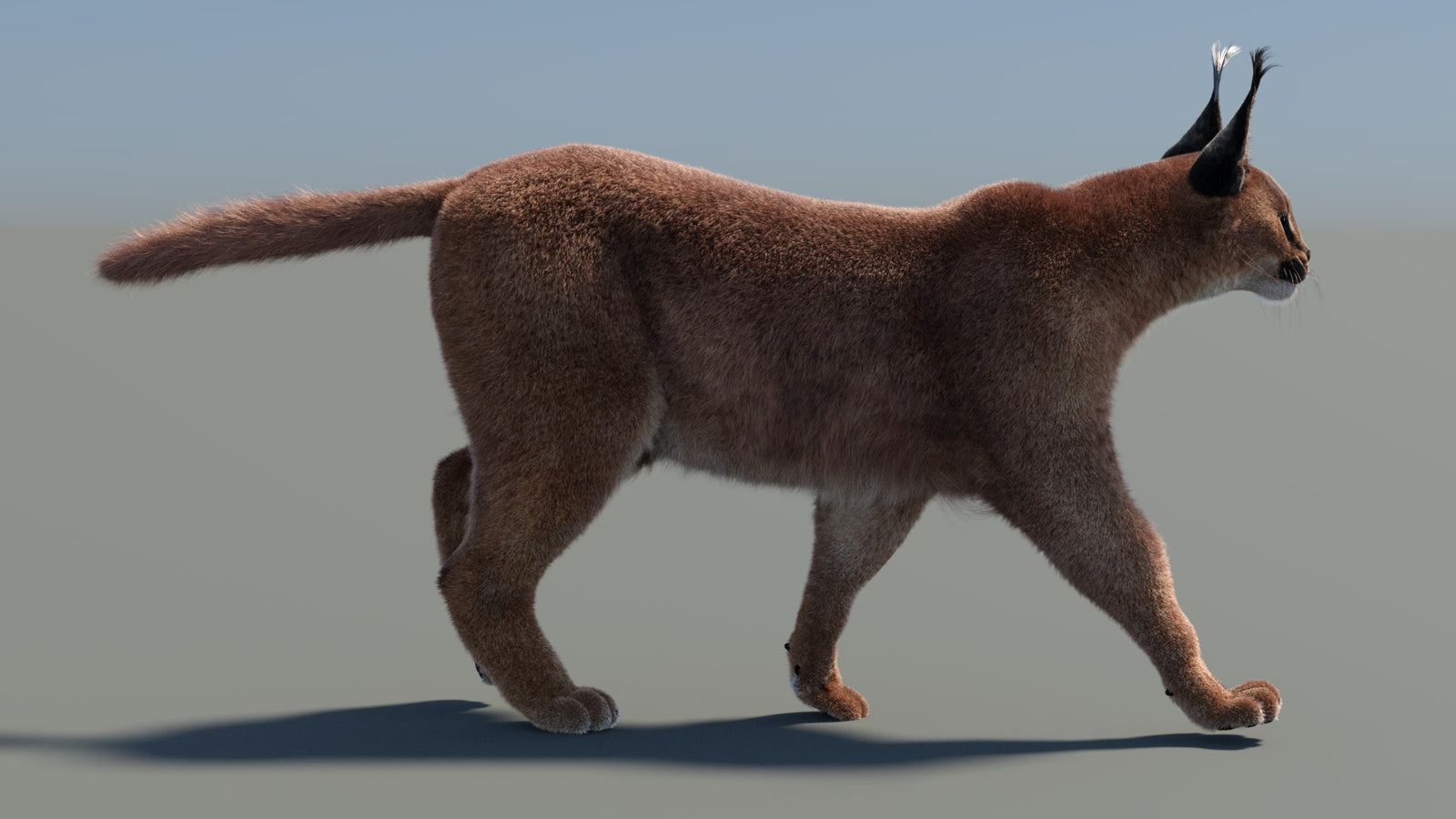Animated Caracal 3D Model Fur 360° view 4 frame 6